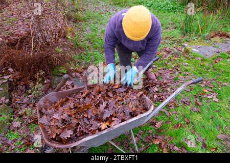 Ältere Frau, die nach dem Harken in die Schubkarre herbstliche Blätter vom Landgartenrasen legt November Carmarthenshire Wales Großbritannien Großbritannien KATHY DEWITT Stockfoto