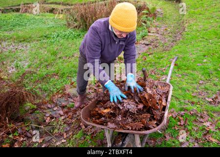 Ältere Frau, die nach dem Harken in die Schubkarre herbstliche Blätter vom Landgartenrasen legt November Carmarthenshire Wales Großbritannien Großbritannien KATHY DEWITT Stockfoto