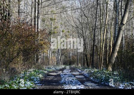 Weg durch blattlose Waldbäume mit leichtem Schnee, in der Nähe der Donau, Dunajské luhy, Slowakei, im Spätherbst Stockfoto