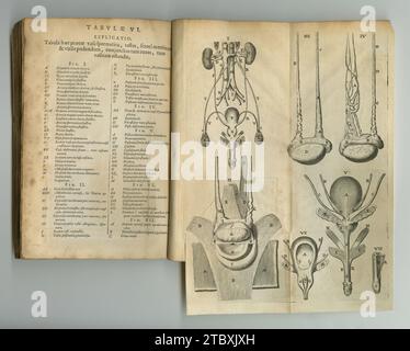 Antikes medizinisches Buch, Skizze und Studie Anatomie, menschliche Körperzeichnung oder Referenzseite mit Organerklärungen. Lateinische Sprache, Zeitschrift und Jahrgang Stockfoto