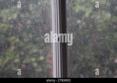 Schwarze Stubenfliege, die auf einem Fensterrand zwischen zwei staubigen Glasscheiben liegt Stockfoto