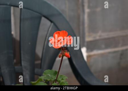 Eine einzelne hellrote Blume blüht mit dunklem Plastikstuhl und dunklem getöntem Glas im Hintergrund Stockfoto