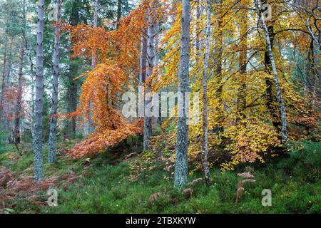 Betula pendula und Fagus sylvatica. Herbstliche Buchen- und Silberbirken in einem schottischen Kiefernwald im november. Schottland Stockfoto