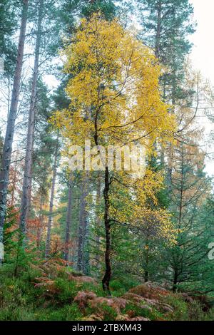 Betula Pendel. Herbstliche Silberbirke in einem schottischen Kiefernwald im november. Schottland Stockfoto