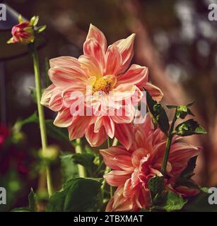 Eine lebendige Nahaufnahme von Dahlia pinata Blumen. Stockfoto