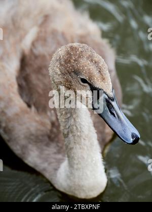 Cygnet -juvenile Schwanenhals- und rechter Kopf-Bild mit Wasserhintergrund. Stockfoto