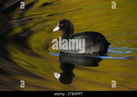 Ein gemeiner oder eurasischer Coot (Fulica atra) schwimmt auf einem See in Kanagawa, Japan. Stockfoto