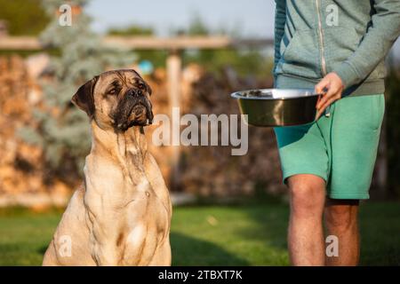 Hungriger Hund beobachtet, wie sein Besitzer ihn in den Hinterhof bringt. Porträt eines großen corso-Hundes, während er auf eine Metallschale mit Futter wartete. Stockfoto