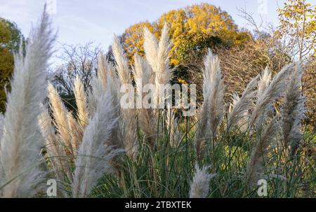 Das faszinierende Gefieder der Blumen des Pampas-Grases im Park. Weiße cremefarbene flauschige Blumen von Cortaderia selloana, ist ein schönes blühendes Gras für Stockfoto