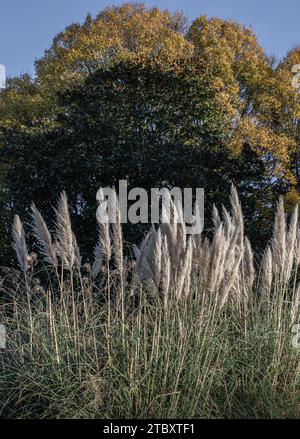 Das faszinierende Gefieder der Blumen des Pampas-Grases im Park. Weiße cremefarbene flauschige Blumen von Cortaderia selloana, ist ein schönes blühendes Gras für Stockfoto