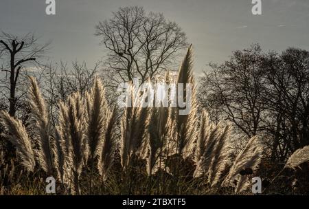 Silhouette von weißen cremefarbenen flauschigen Blumen von Cortaderia selloana. Die Blüten des Pampasgrases mit Randlichteffekt des Sonnenlichts Naturhintergras Stockfoto