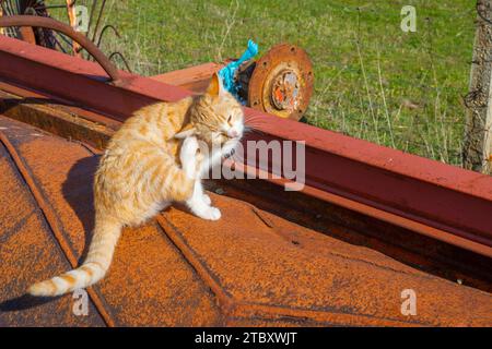 Tabby und weißes Kätzchen kratzen sich selbst. Stockfoto