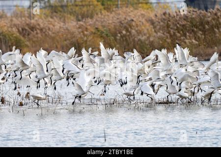 HEFEI, CHINA - 9. DEZEMBER 2023 - Schwärme von eurasischen Löffeln besiedeln ein ökologisches Feuchtgebiet in Hefei, Provinz Anhui, China, 9. Dezember 2023. Stockfoto