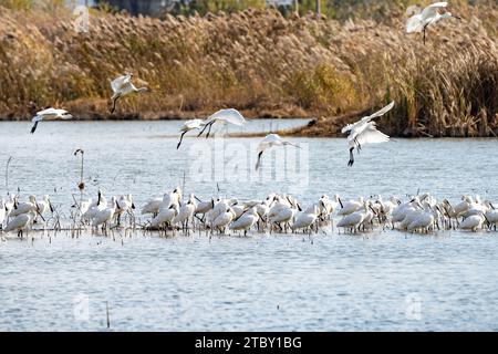 HEFEI, CHINA - 9. DEZEMBER 2023 - Schwärme von eurasischen Löffeln besiedeln ein ökologisches Feuchtgebiet in Hefei, Provinz Anhui, China, 9. Dezember 2023. Stockfoto