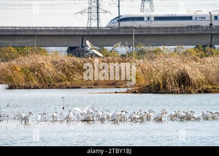 HEFEI, CHINA - 9. DEZEMBER 2023 - Schwärme von eurasischen Löffeln besiedeln ein ökologisches Feuchtgebiet in Hefei, Provinz Anhui, China, 9. Dezember 2023. Stockfoto