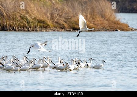 HEFEI, CHINA - 9. DEZEMBER 2023 - Schwärme von eurasischen Löffeln besiedeln ein ökologisches Feuchtgebiet in Hefei, Provinz Anhui, China, 9. Dezember 2023. Stockfoto