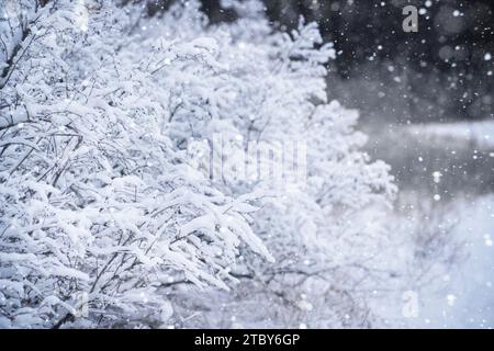 Schneebedeckte Büschelzweige halten die heitere Schönheit des Winters fest. Stockfoto