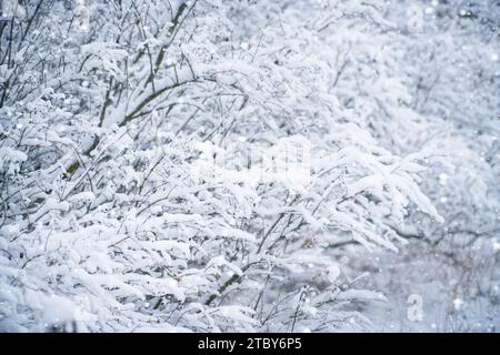 Schneebedeckte Büschelzweige halten die heitere Schönheit des Winters fest. Stockfoto