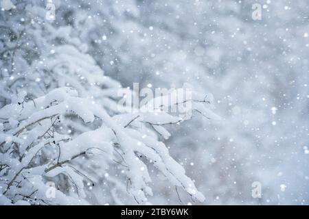 Schneebedeckte Büschelzweige halten die heitere Schönheit des Winters fest. Stockfoto