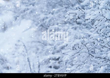 Schneebedeckte Büschelzweige halten die heitere Schönheit des Winters fest. Stockfoto