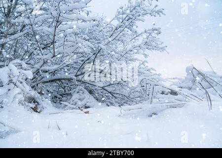 Schneebedeckte Büschelzweige halten die heitere Schönheit des Winters fest. Stockfoto