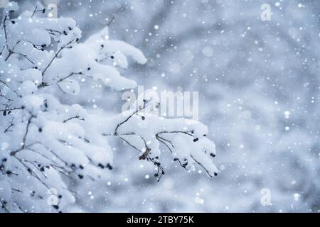 Schneebedeckte Büschelzweige halten die heitere Schönheit des Winters fest. Stockfoto