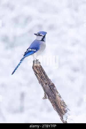 Blue Jay Porträt (Cyanocitta cristata) auf einem Zweig an einem wunderschönen verschneiten Tag in Kanada Stockfoto