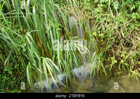 Kleiner Wasserfall bedeckt mit hohem Gras Stockfoto