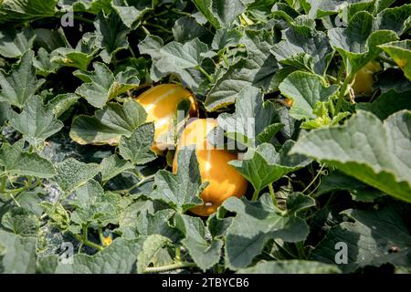 Frucht der orientalischen Melone, die in einem Gewächshaus angebaut wird Stockfoto