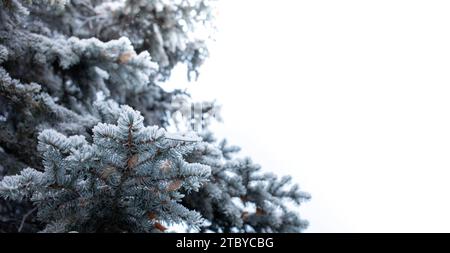 Blaue Fichtenäste, schneebedeckt auf weißem Hintergrund. Waldpflege, Holzschutz, Wiederaufforstung. Schönheit in der Natur. Winterbild. Horizontal Stockfoto