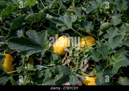 Frucht der orientalischen Melone, die in einem Gewächshaus angebaut wird Stockfoto