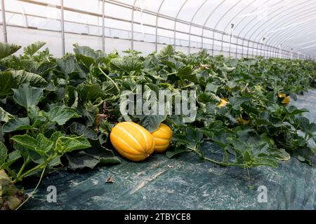 Frucht der orientalischen Melone, die in einem Gewächshaus angebaut wird Stockfoto