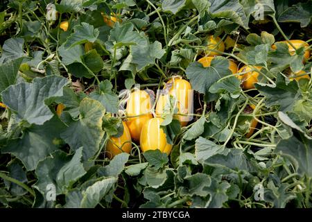 Frucht der orientalischen Melone, die in einem Gewächshaus angebaut wird Stockfoto