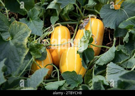 Frucht der orientalischen Melone, die in einem Gewächshaus angebaut wird Stockfoto