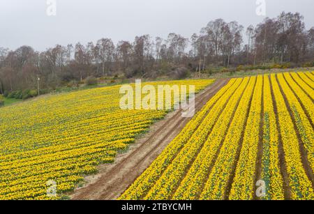 Narzissen auf dem Feld auf einem landwirtschaftlichen Ackerland Stockfoto