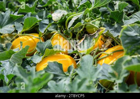 Frucht der orientalischen Melone, die in einem Gewächshaus angebaut wird Stockfoto