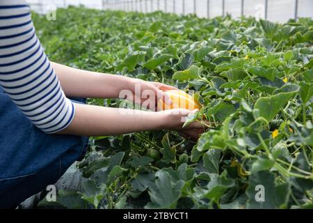 Junge Bauernhände ernten Früchte im orientalischen Melonengewächshaus Stockfoto