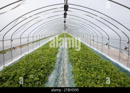 Agrarumwelt in Korea--Orientalische Melonenanbau im Gewächshaus Stockfoto