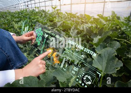 Frauen, die Nutzpflanzen mit Augmented-Reality-Geräten in Melonengewächshäusern verwalten (Hologramm CG) Stockfoto