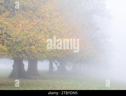 Reife Laubbäume an einem nebeligen Morgen im Herbst in der englischen Landschaft Stockfoto