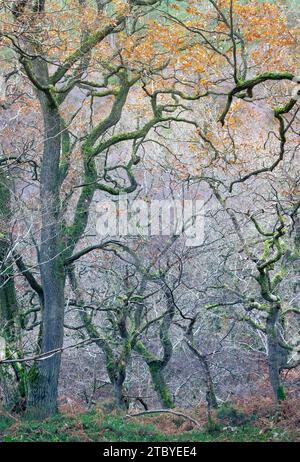 Wiggly, moosbedeckte Äste von Eichenbäumen in einem alten Eichenwald im Spätherbst in England Stockfoto