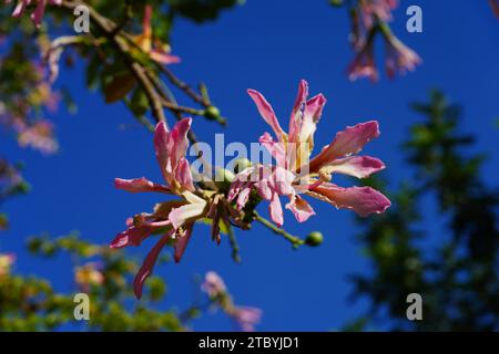 Blick auf die Blüten des Seidenbaums (Ceiba speciosa, früher Chorisia speciosa), einer Laubbaumart, die mit Kapok und bao verwandt ist Stockfoto