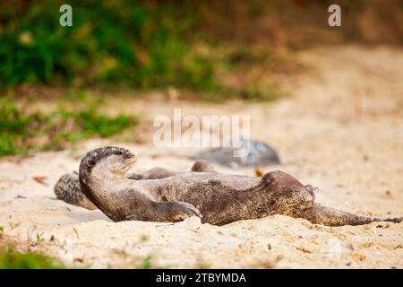 Glatt beschichtete Otter ruhen an einem Strand, Singapur Stockfoto