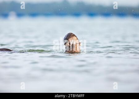 Glatter Otter, der Wasser aus seinem Fell schüttelt, während er einen frisch gefangenen Fisch im Meer, Singapur, isst Stockfoto