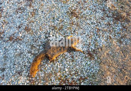 Dieses Eichhörnchen wird im Winter keine Bäume mehr klettern oder Nüsse sammeln. Es ist jetzt ein Thema des Straßenmordes und wird wie ein Pfannkuchen geplatzt Stockfoto