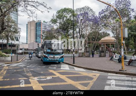 Stadtbus an einer Kreuzung neben dem Morazon Park mit blühenden Jacaranda (Jacaranda mimosifolia) Bäumen. Stockfoto