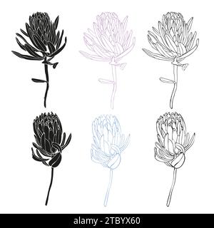 Tropische Blume, handgezeichnete trendige Protea Blume Set Line Art, Silhouette, Vektorillustration für Design der Karte oder Einladung. Stock Vektor