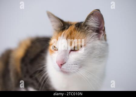 Nahporträt einer dreifarbigen Glückskatze mit goldorangefarbenen Augen. Die Katze sitzt auf einem weißen Tisch mit einem leicht grauen Hintergrund. A detailliert Stockfoto