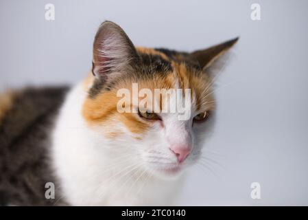 Nahporträt einer dreifarbigen Glückskatze mit goldorangefarbenen Augen. Die Katze sitzt auf einem weißen Tisch mit einem leicht grauen Hintergrund. A detailliert Stockfoto