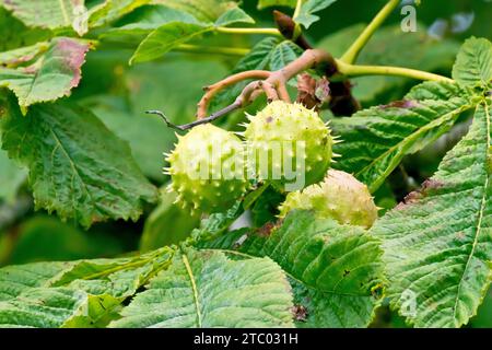 Rosskastanie oder Konkerbaum (aesculus hippocastanum), Nahaufnahme einer kleinen Gruppe der stacheligen Früchte oder Konkerbäume, die an einem Zweig des Baumes hängen. Stockfoto